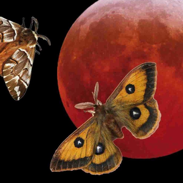 Ali di luna 2