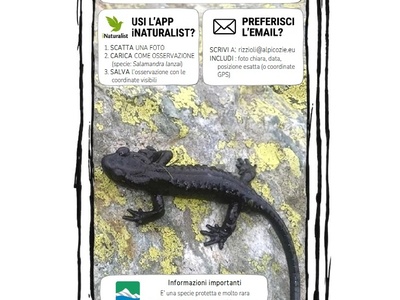 Citizen science: AAA salamandra lanzai cercasi