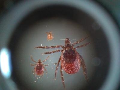Zecche al microscopio
