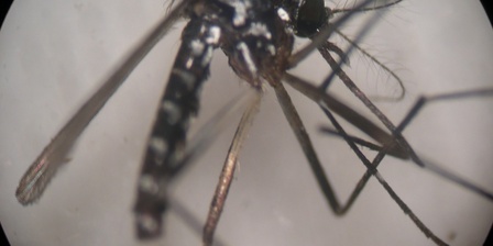 Zanzara tigre al microscopio