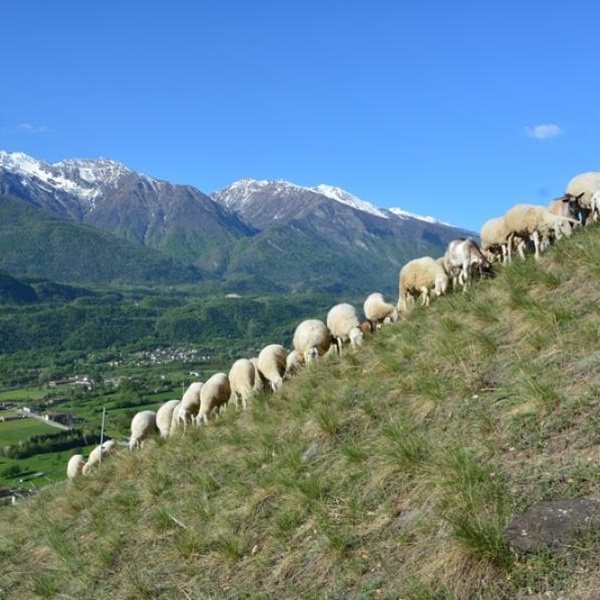 Pascolamento nel SIC Oasi xerotermiche