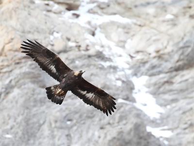 Aquila in volo