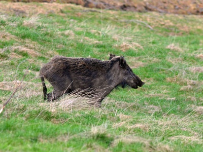 A wild boar in the Gran Bosco di Salbertrand Natural Park