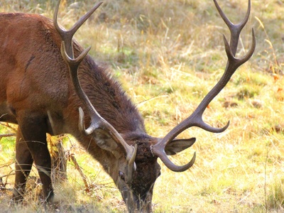 Cervo maschio