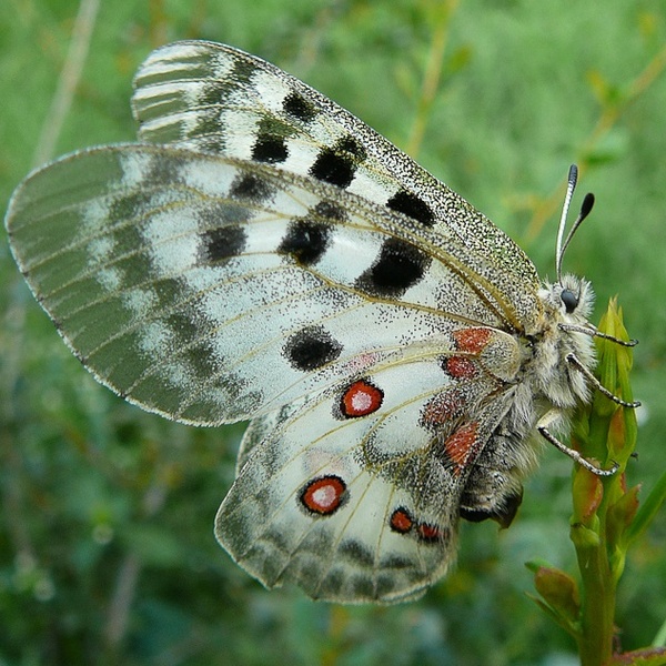 Farfalla Apollo