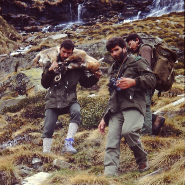Domenico Rosselli trasporta uno stambecco durante le attività scientifiche legate all\u0027introduzione dell\u0027ungulato nel Parco Naturale della Val Troncea, 1987/1988.