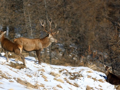 Before the spontaneous return of the wolf, deer were a species subject to selective culling in the Salbertrand Great Woods Natural Park.