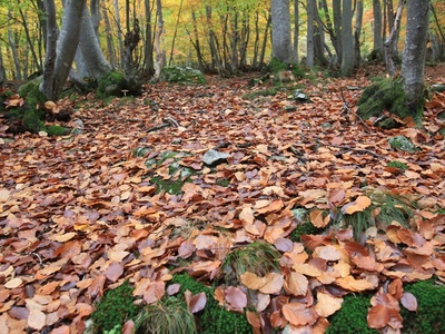Faggeta in autunno
