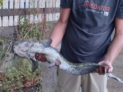 Un pescatore dilettante con un pesce siluro catturato durante le sessioni notturne organizzate dai Parchi delle Alpi Cozie.