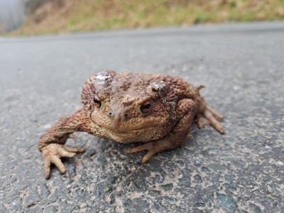 A frog crossed the road unscathed.