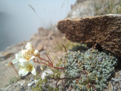 Saxifraga valdensis