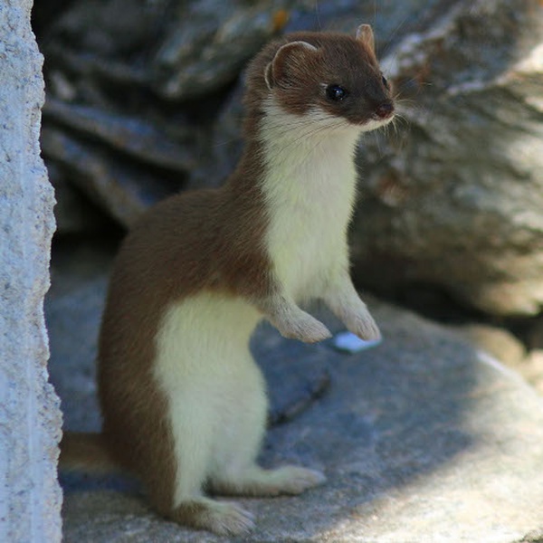 A splendid specimen of ermine.