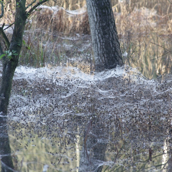The ethereal character of the Mareschi Marsh.
