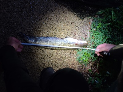 Un individuo di pesce siluro pescato durante una sessione notturna.