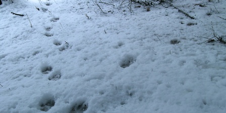 Le tracce di lupo nella neve sono molto utili in fase di monitoraggio