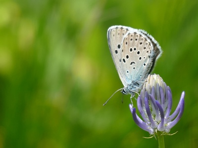 Phengaris arion