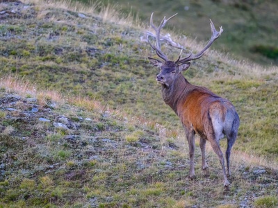 Cervo maschio