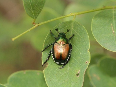 Individuo adulto di Popillia japonica