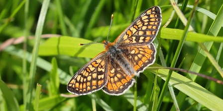 Euphydryas\u002Daurinia \u002D Specie in Direttiva