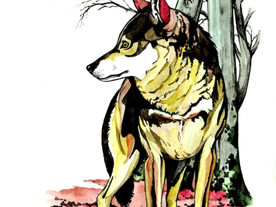 disegno Elio Giuliano