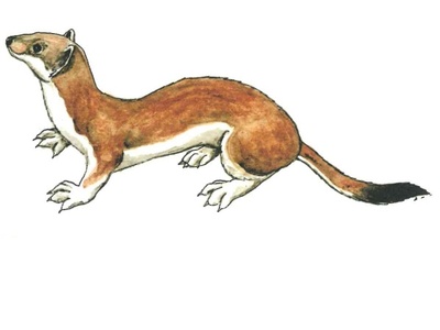Ermellino Acquerello