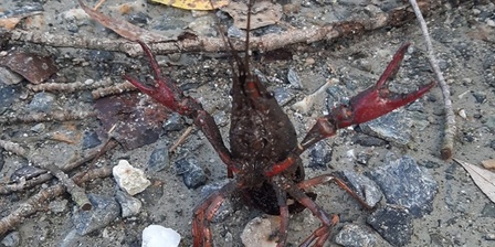 Procambarus clarkii \u002D Louisiana Crawfish