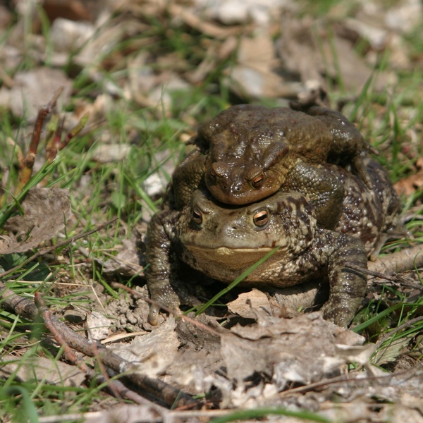 A pair of toads descending from the woods towards the swamp.