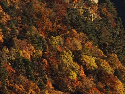 Autunno nel Gran Bosco
