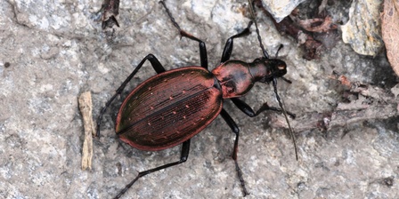Carabus cychroides