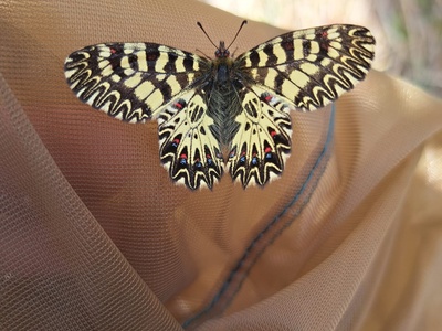 Monitoraggio di Zerynthia polyxena