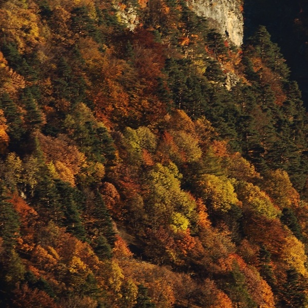 Autunno nel Gran Bosco