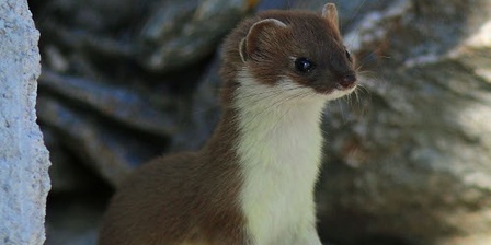 A splendid specimen of ermine.