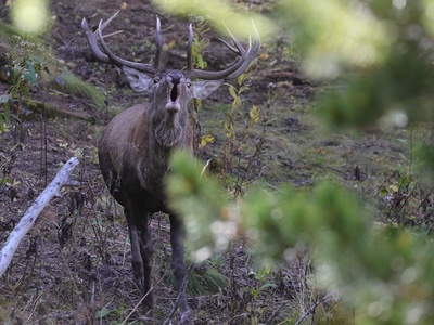Cervo al bramito