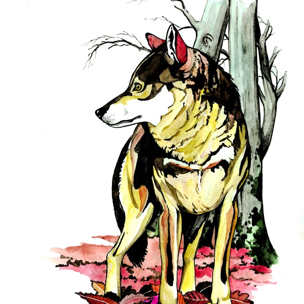 disegno Elio Giuliano