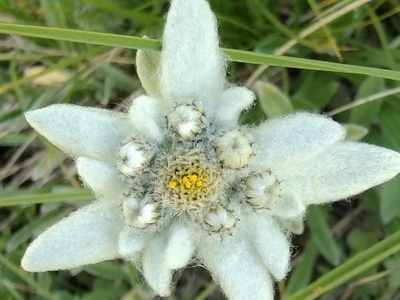 Uno splendido esemplare di stella alpina