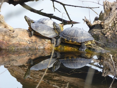 Some individuals of Trachemys scripta sunbathe in the Avigliana Lakes.