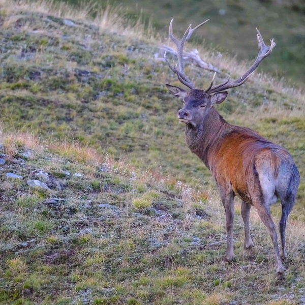 Cervo maschio