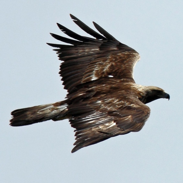 Une aigle royale immortalisée d\u0027une position élevée.