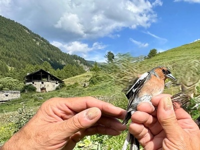 Fringuello \u002D stazione di inanellamento di Laval