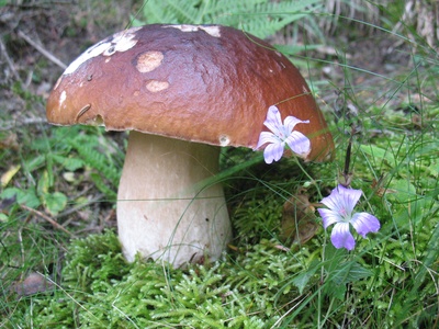 Boletus edulis