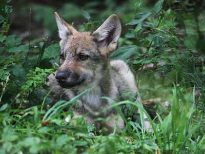 Cucciolo di lupo