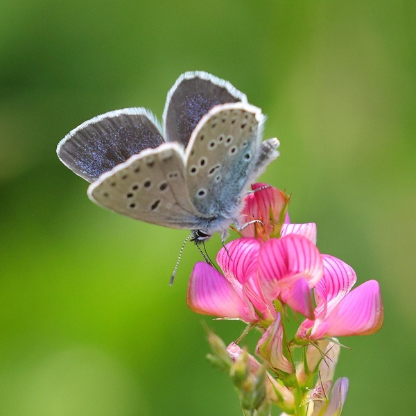 Phengaris arion \u002D species in Directive