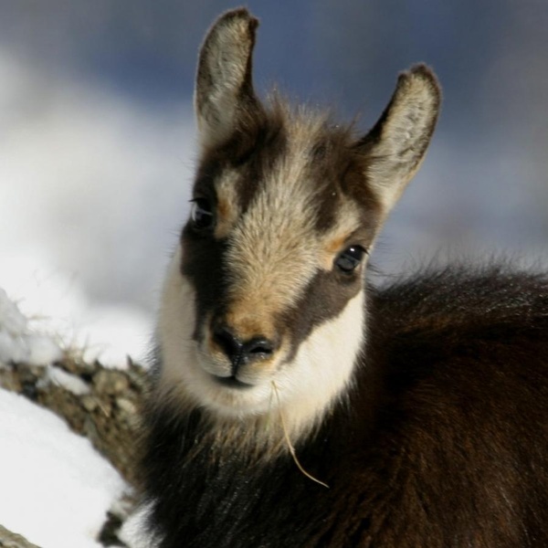 Fauna alpina
