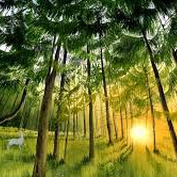 La chanson de la forêt d\u0027Irene Borgna