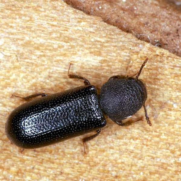 A specimen of Stephanopachys linearis