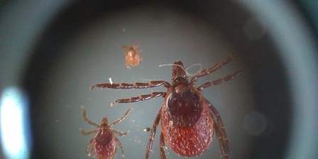 Ticks under the microscope