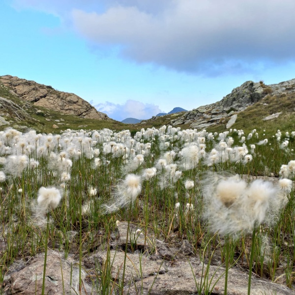 Blooming of Eriophorum scheuchzeri near the wet area between the sites at an altitude of 2584 m and 2790 m.