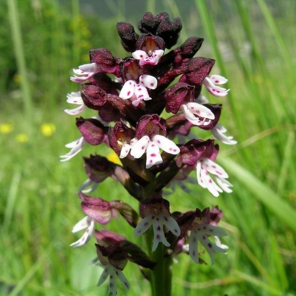 Neotinea ustulata