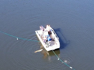 A catfish specimen caught with longline.