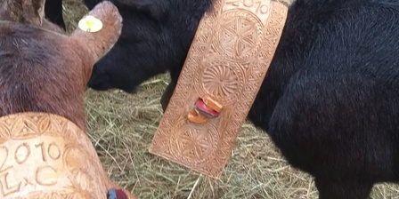 Festa rurale del Cevrin di Coazze